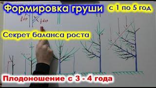 Формировка ГРУШИ разреженно-ЯРУСНОЙ КРОНОЙ с 1 по 5 год. Ускоряем плодоношение.