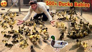 Biggest Challenge Ducks Ky 500 Babies Le Ay