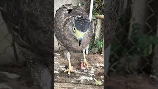 #Hawk #Eagle #Owl #Wildlife #Animal #EagleHawkOwl hawk vs snake, Owl vs snake fight, Eagle Vs Snake,