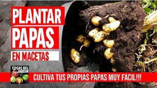 NEVER BUY AGAIN - How to plant POTATO in a pot EASILY and WITHOUT WORK -How to Plant POTATO in a pot