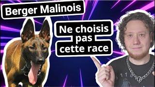 Berger Belge Malinois ... Attention avec ce chien !