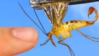 A FLY With A STINGER?! - What is a SCORPIONFLY?