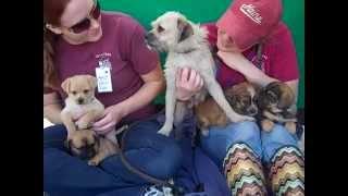 A4783626 Willow A4783628 Aspen A4783631 Spruce A4783629 Ash A4783630 Cedar