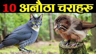 संसारका 12 अनौठा चराहरु || 12 Amazing Birds in The World || Rare Birds in the World