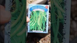 DOLLAR TREE GREEN BEANS IN CONTAINER | Tendergreen Improved Bush Garden Bean | Connecticut #Garden