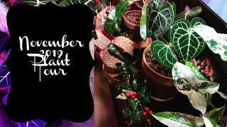 Houseplant Tour! November 2019