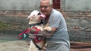 ARKO DOG KENNEL MAHERA TANGAIL BANGLADESH