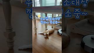 비켜주세요 #집사 #cat #고양이 #cute #치즈고양이 #로봇청소기