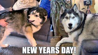 Talking Husky Starts The New Year With Complaints!