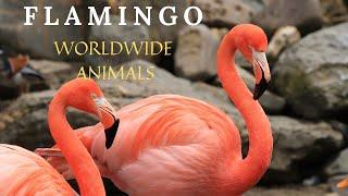 Flamingo Facts | About Flamingo Bird | Flamingo Bird Information