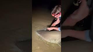 Almost Bit ?!? #sharkfishing #fishing #sharklife #lbsf #giantfish #fish #sharks #sandtiger