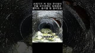 집 구할 때 꼭 봐야 하는 그곳!!#shorts #하수도#바퀴벌레#나방파리#하수구