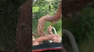 Cheat code cows hitch . Easy way to tie it when the sling is long . #Knots #Climbing #Trees #skils ￼