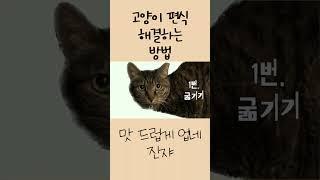 고양이 편식 해결하는 방법 5가지 #shorts #고양이편식 #고양이