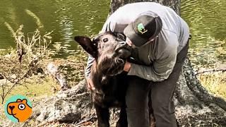 Baby Water Buffalo Greets Man With Kisses | Cuddle Buddies