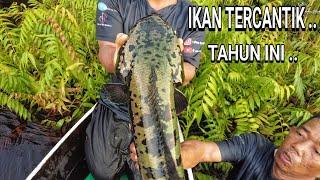 TAK PERCAYA , TERNYATA ADA IKAN SECANTIK INI ..  ..