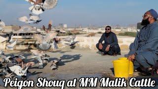 Peigon Souq at MM Malik Cattle Farm