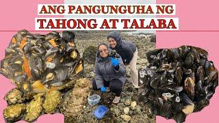 ANG PANGUNGUHA NG TAHONG (MUSSELS) AT TALABA (OYSTERS) | Maan Conde TV