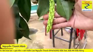 Cách kích lan kiều(thủy tiên) ra nụ và chăm sóc