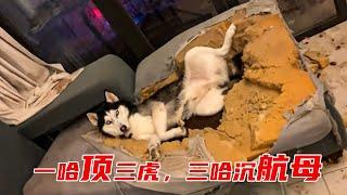 husky 二哈：这沙发拆得真过瘾 ！蠢到家的哈士奇，承包你2023全年笑点！哈哈哈