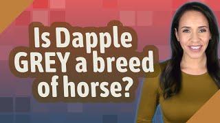 Is Dapple GREY a breed of horse?