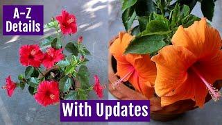 See How to Grow & Care Hibiscus Plant at Home Perfectly