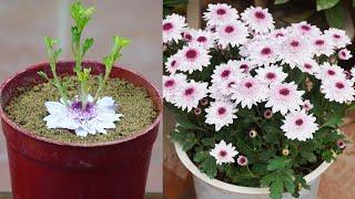 How To Grow Chrysanthemums Easily To Have Beautiful Flower Pots