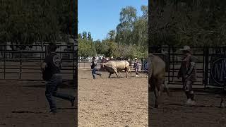 From Beast to gentle giant AKbuckingbull banana boat loves hisjob #bullriding #cattle #buckingbulls