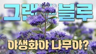 압도적인 푸른 빛으로 늦여름과 가을을 장식하는 그랜드블루 층꽃나무 야생화의 느낌이 물씬나네요