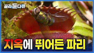 생존을 위해 사냥을 선택한 식물들! | 개구리도 잡아먹는 파리지옥 | 물 속에서 사냥하는 식물 '통발' | 개미를 유혹하는 네펜데스 | 식충식물 | 다큐 프라임 | #골라듄다큐