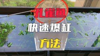 自从这样繁殖孔雀鱼以后，家里的鱼缸根本不够用