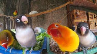 Lovebirds Meal Time - Wednesday, December 3rd, 2020