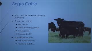 Comparing Bos taurus and Bos Indicus cattle (2018)