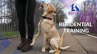 Residential Dog Training with Royvon