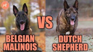 Belgian Malinois Vs. Dutch Shepherd: Which Is The Best?