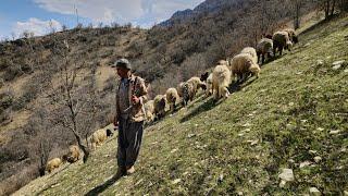 Nomadic Culture: Grazing Sheep in the Zagros Mountains | Nomadic Lifestyle of Iran ️