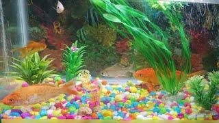 My home Aquarium | #Rajgangpur #pujavlogs