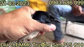 Than bổi 50c cập bến chim cảnh quận 10-Than bộ câu nhiều con hót sổng họng đen thui