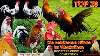 Most beautiful roosters crowing compilation - Various chicken breeds from Phoenix to Red Jungle fowl