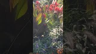 Paj tawg zoo