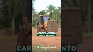 Produção e Carregamento da Grama