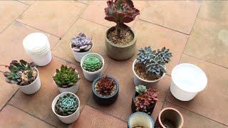 ARE YOU PLANNING TO SELL SUCCULENTS ?