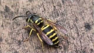 Eastern Yellowjacket (Vespidae: Vespula maculifrons) Close-up