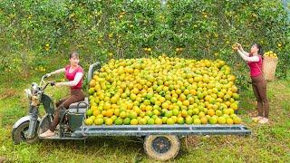 Use 3-wheeled Vehicle Harvesting 400KG Orange Goes To Market Sell | Phuong Free Bushcraft