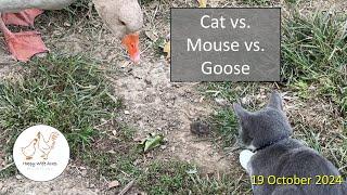 Cat vs Mouse vs Goose