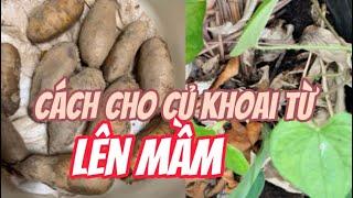 #23: Chia sẽ#Làm sao cho củ Khoai Từ lên mầm tốt