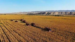 GLOBALink | Modern tech propels high crop yields in China's Xinjiang