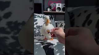 I hate when ducks are like this