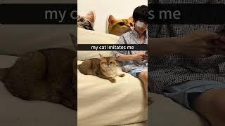  #shortvideo #funny #funnypetschannel #catvideos #cat #petschannel #pets #yourcat