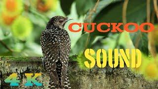 Cuckoo Bird Song Nature Sounds Cuckoo Voice